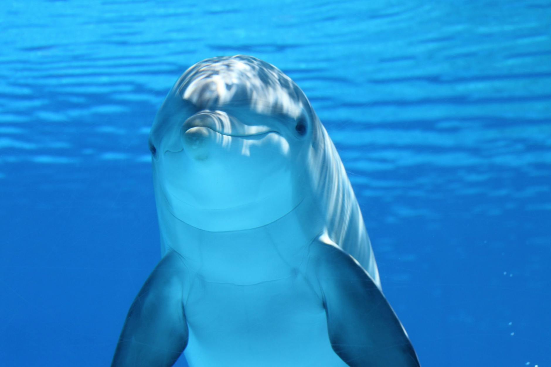 A cute dolphin underwater?